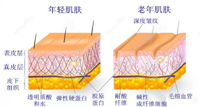 除皺手術(shù).jpg