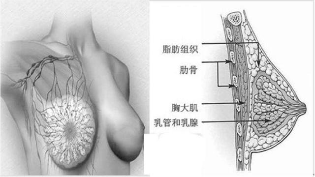 隆胸.jpg